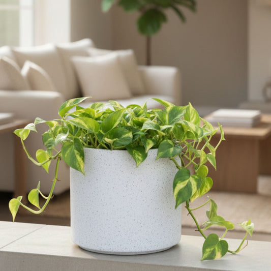 Oasis Marble White Atul Gardenia Unbreakable Indoor & Outdoor Planter