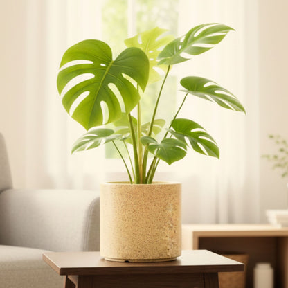 Oasis Sand Stone Atul Gardenia Unbreakable Indoor & Outdoor Planter