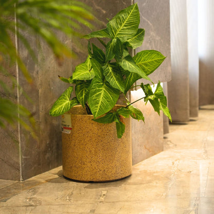 Oasis Sand Stone Atul Gardenia Unbreakable Indoor & Outdoor Planter