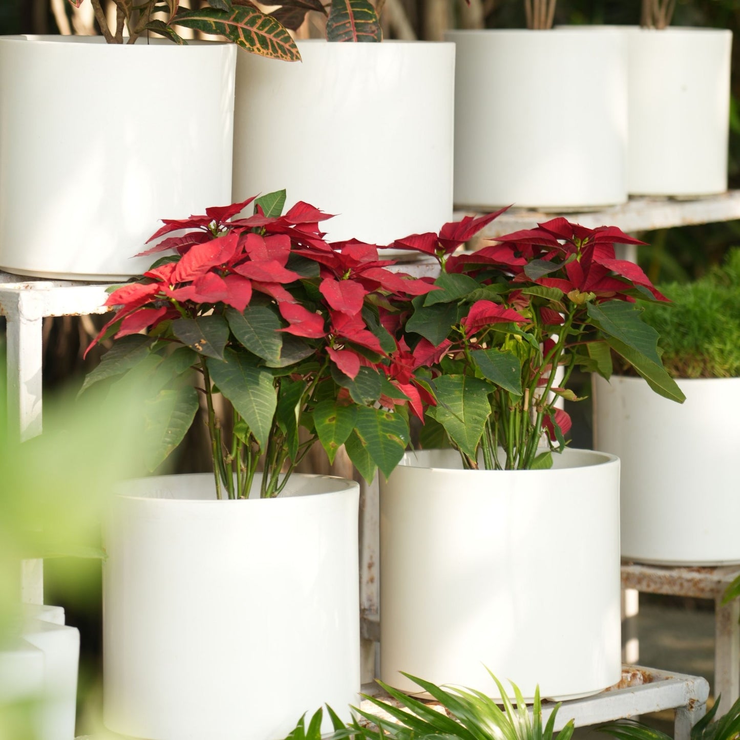 Oasis White Atul Gardenia Unbreakable Indoor & Outdoor Planter