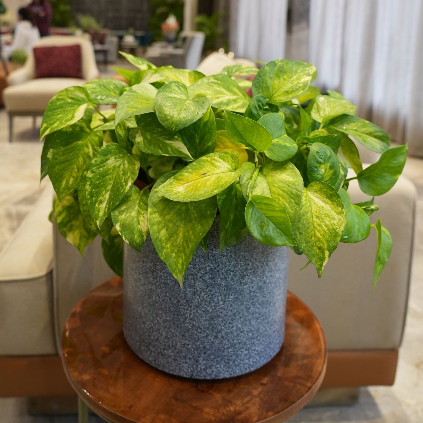 Oasis Grey Stone Atul Gardenia Unbreakable Indoor & Outdoor Planter