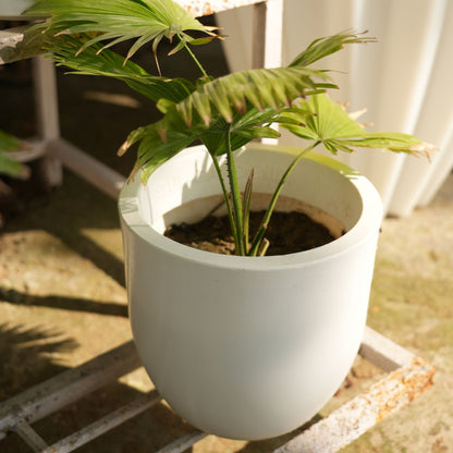 Ovalo White Atul Gardenia Unbreakable Indoor & Outdoor Planter