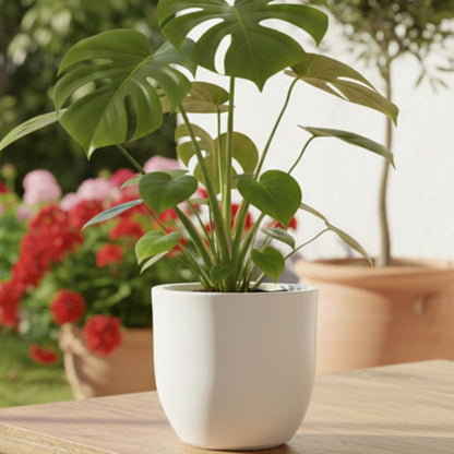 Ovalo White Atul Gardenia Unbreakable Indoor & Outdoor Planter