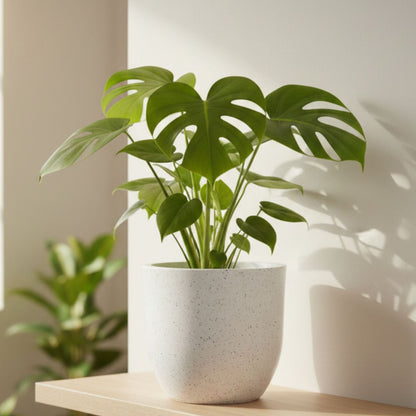 Ovalo Marble White Atul Gardenia Unbreakable Indoor & Outdoor Planter
