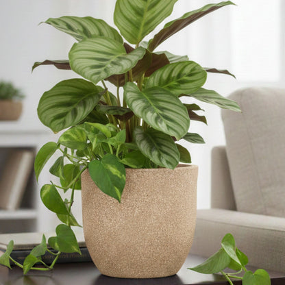 Ovalo Sand Stone Atul Gardenia Unbreakable Indoor & Outdoor Planter