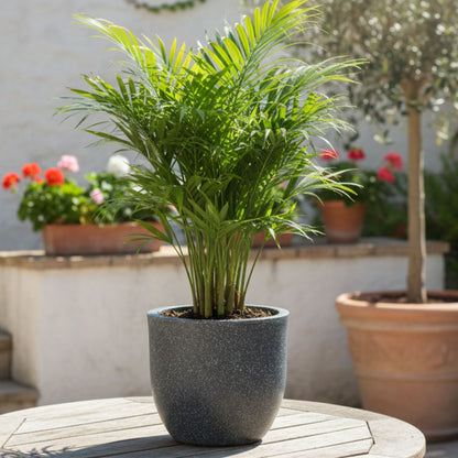 Ovalo Grey Stone Atul Gardenia Unbreakable Indoor & Outdoor Planter