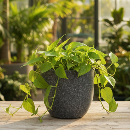 Ovalo Grey Stone Atul Gardenia Unbreakable Indoor & Outdoor Planter